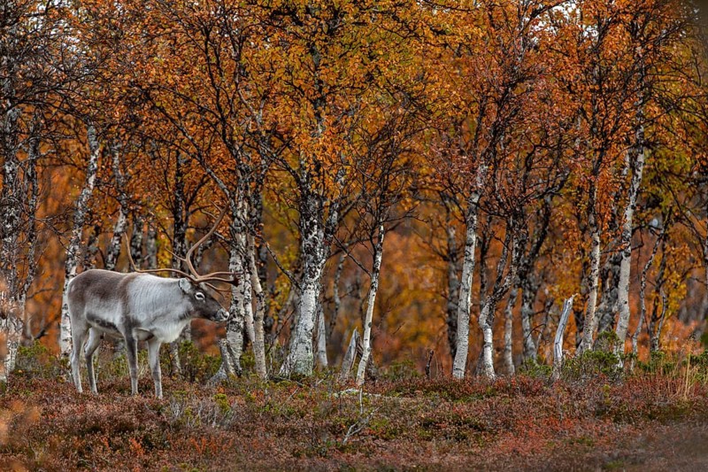 Reindeer bull (Rangifer tarandus) in rut in autumn ambience, rutting season, mating season, autumn, Sweden
