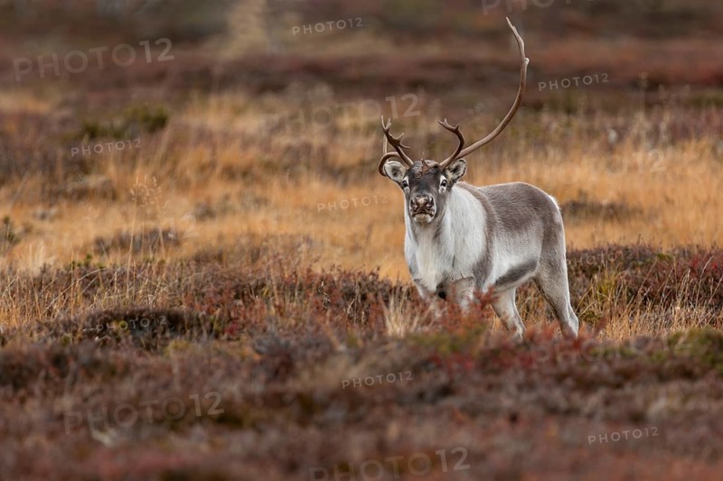 The reindeer bull (Rangifer tarandus) attentively follows his herd, rutting season, mating season, autumn, Sweden