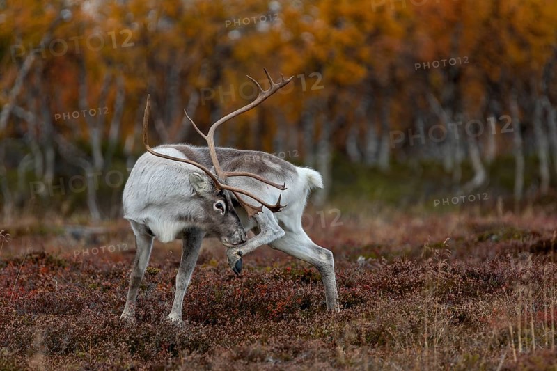 A reindeer bull (Rangifer tarandus) grooming, rutting season, mating season, autumn, Sweden