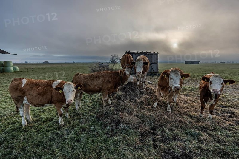 Cows, cattle, young animals, herd of cattle, standing, frontal, fog, high fog, back light, foothills of the Alps, near Schlehdorf, Bavaria, Germany