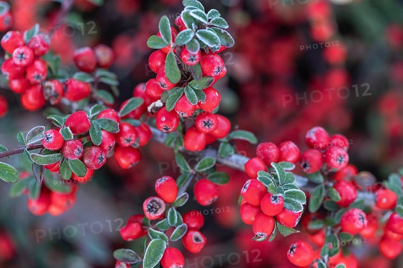 Fan-shaped cotoneaster (Cotoneaster horizontalis), Emsland, Lower Saxony, Germany