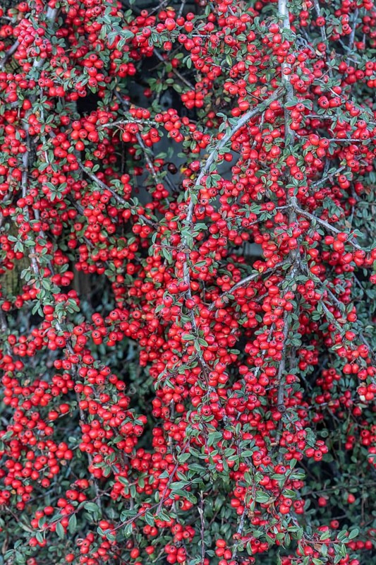Fan-shaped cotoneaster (Cotoneaster horizontalis), Emsland, Lower Saxony, Germany