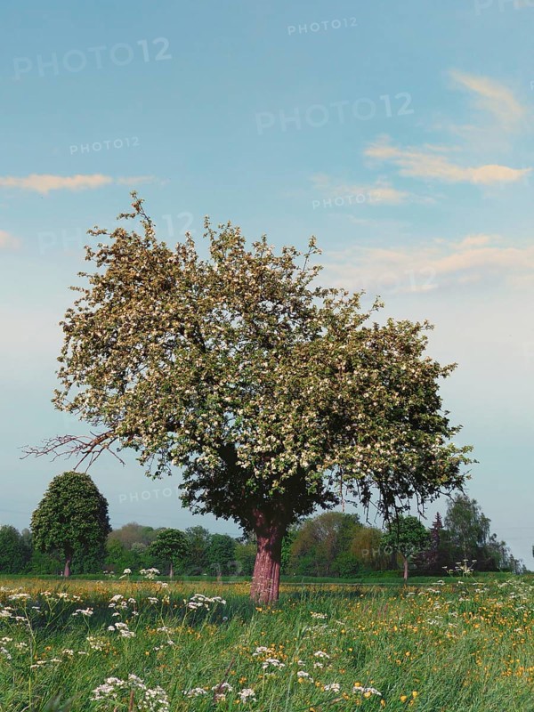 Apple tree, blooming, Upper Bavaria, Germany