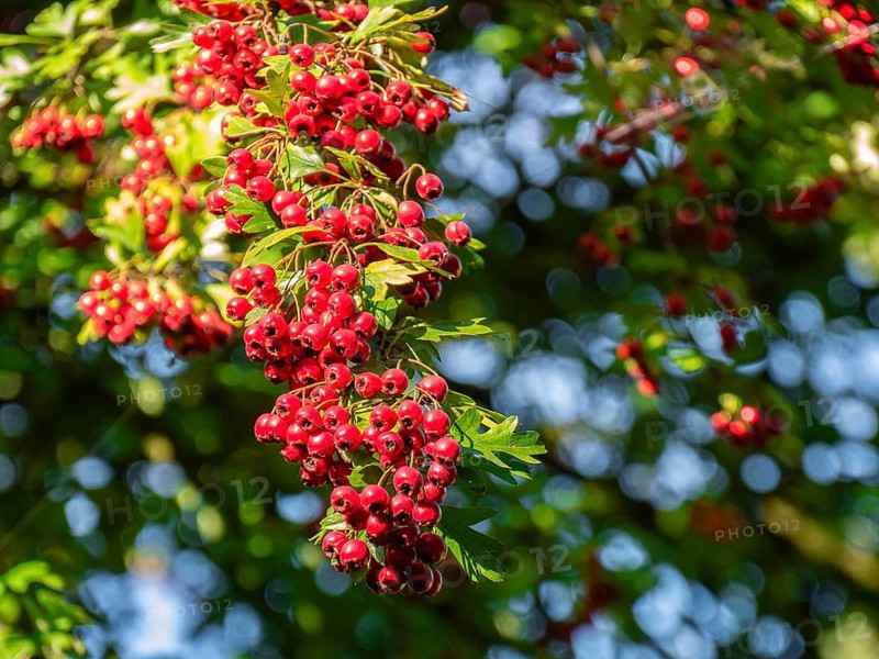 Leatherleaf hawthorn also apple thorn, tree fruit, near Munich