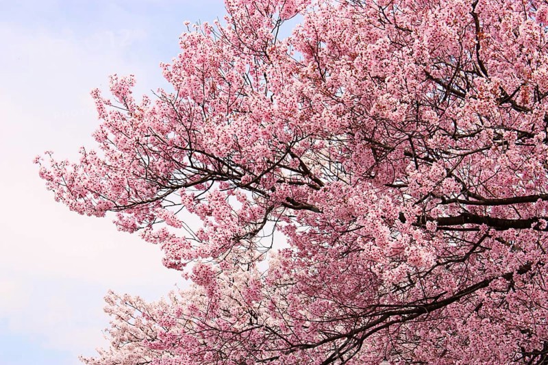 Cherry blossoms, cherry tree, cherry blossoms, Kamakura, Japan