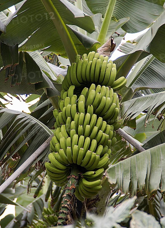Banana tree with green bananas, Canary Islands