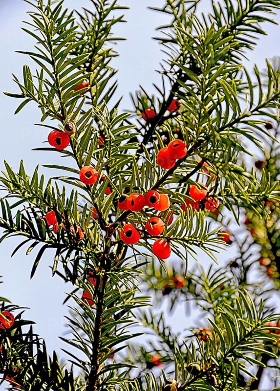 Fruits on a European yew tree, southern Germany