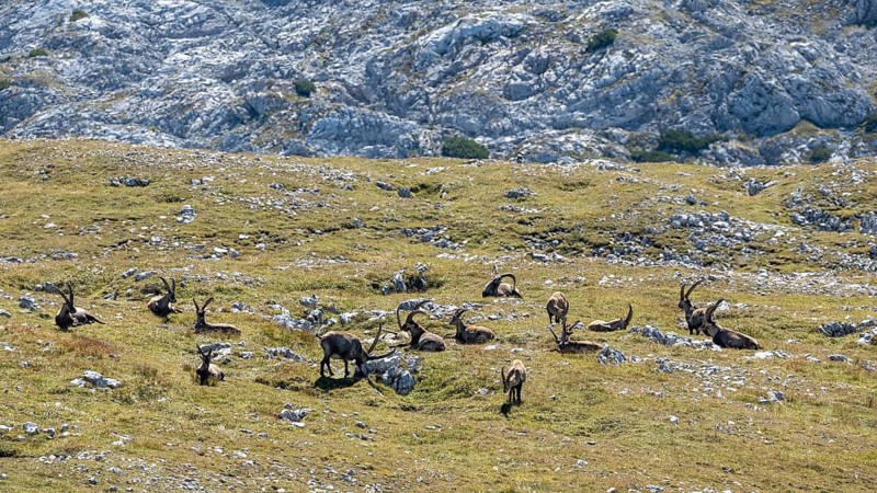 A herd of Alpine ibex (Capra ibex) on the summit of the Kahlersberg, Berchtesgaden National Park, Bavaria, Germany