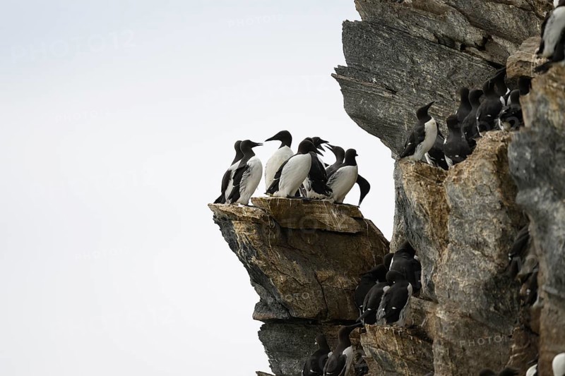 A group of guillemots (Uria aalge) on a high rock in a harsh environment, Hornoya, Vardø, Finnmark, Norway