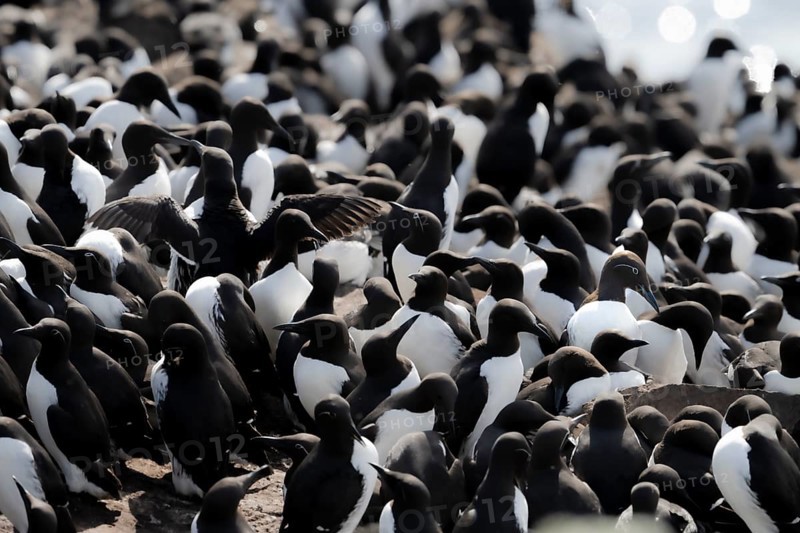 Tightly packed group of black and white guillemots (Uria aalge) on rocks in their breeding colony, Hornoya, Vardø, Finnmark, Norway