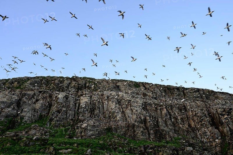 Large guillemot flock (Uria aalge) over rocky cliff in blue sky, Hornoya, Vardø, Finnmark, Norway