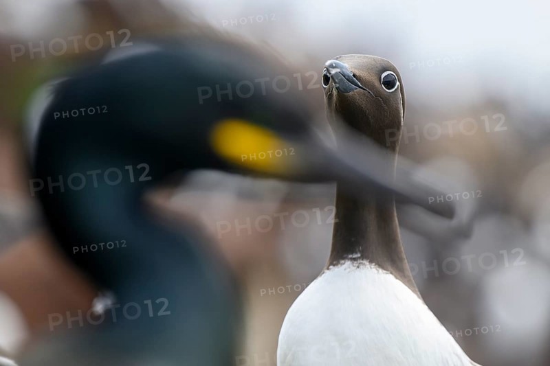 Close-up of a guillemot (Uria aalge) with a blurred shag (Phalacrocorax aristotelis syn Gulosus aristotelis) in the foreground, Hornoya, Vardø, Finnmark, Norway