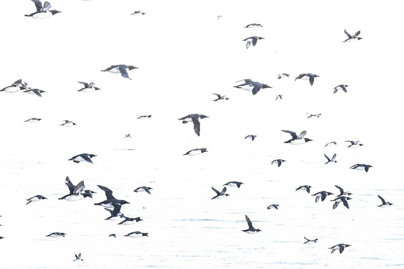 Black and white guillemots (Uria aalge) flying in large numbers against an empty, light-coloured background, Hornoya, Vardø, Finnmark, Norway
