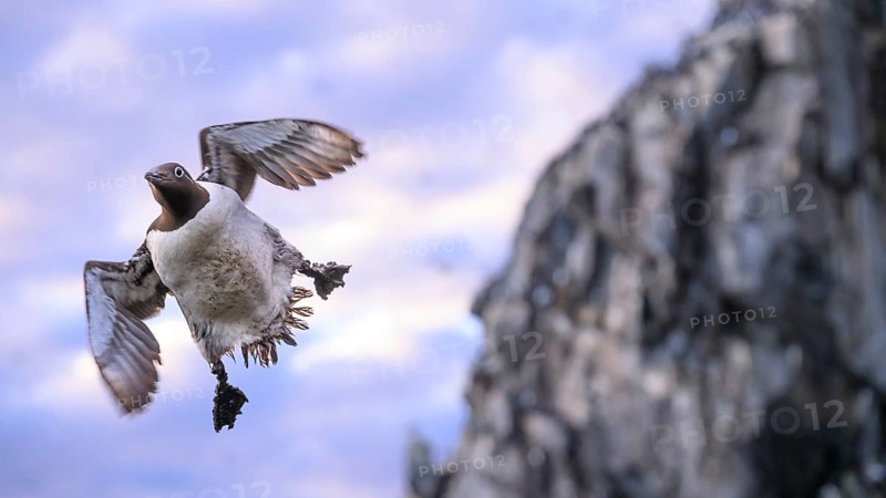 A guillemot (Uria aalge) flies in front of a rocky coast at dusk, while the sky is tinted in soft colours, Hornoya, Vardø, Finnmark, Norway