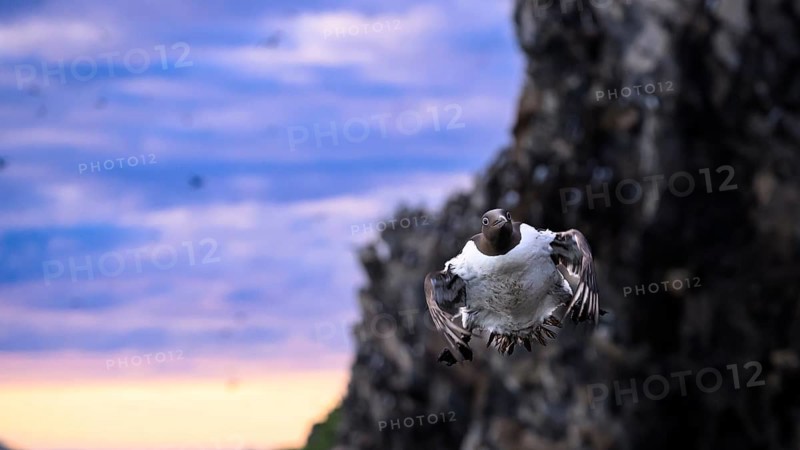 A single guillemot (Uria aalge) flying dynamically in front of a rocky background at sunset with a violet sky, Hornoya, Vardø, Finnmark, Norway