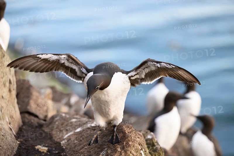 A common guillemot (Uria aalge) spreads its wings and stands on a rock by the water, surrounded by other common guillemots (Uria aalge), Hornoya, Vardø, Finnmark, Norway