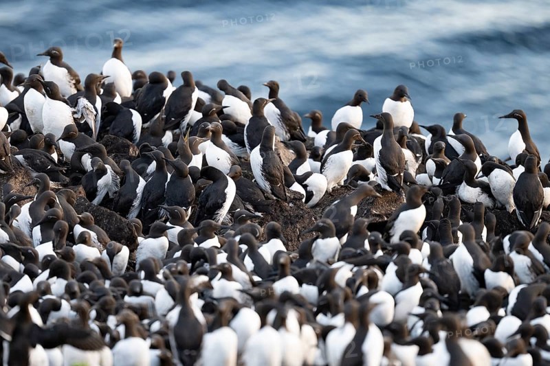 A large colony of common guillemots (Uria aalge) gather at their breeding site by the sea, Hornoya, Vardø, Finnmark, Norway