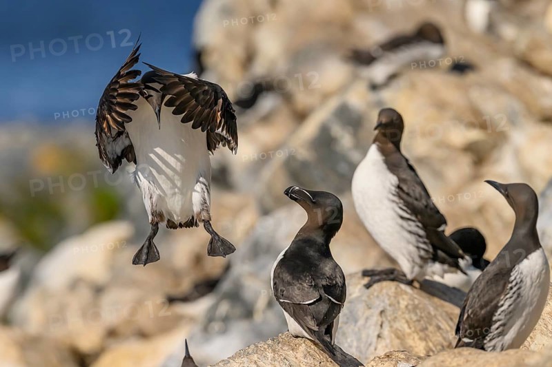Common guillemots (Uria aalge) on a rock, one lands while others watch, Hornoya, Vardø, Finnmark, Norway