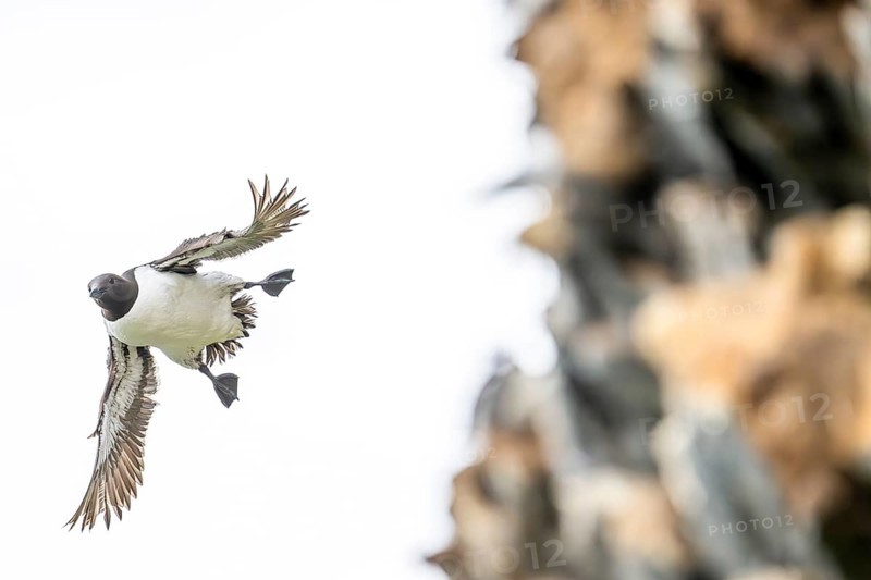 A guillemot (Uria aalge) in flight near a rock face, Hornoya, Vardø, Finnmark, Norway