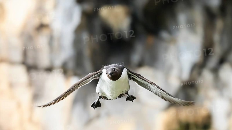 Close-up of a flying guillemot (Uria aalge) in front of rocks Bird looking funny into the camera, Hornoya, Vardø, Finnmark, Norway