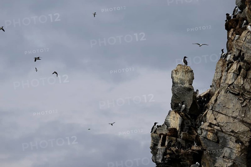 Guillemots (Uria aalge) on a rocky outcrop against a cloudy sky, Hornoya, Vardø, Finnmark, Norway