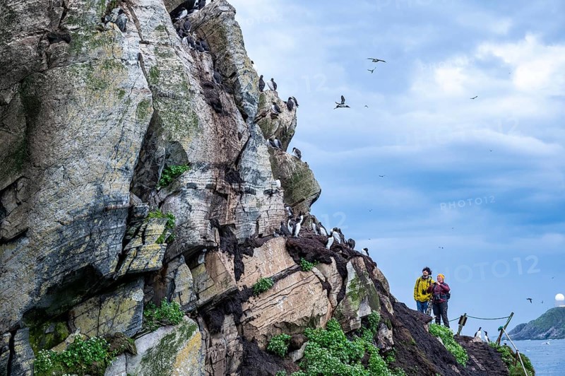 Two people watching guillemots (Uria aalge) on a rock under a cloudy sky, Hornoya, Vardø, Finnmark, Norway