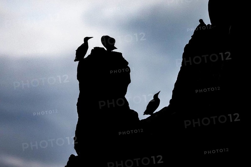 Common guillemots (Uria aalge) silhouettes on rocks at dusk, Hornoya, Vardø, Finnmark, Norway