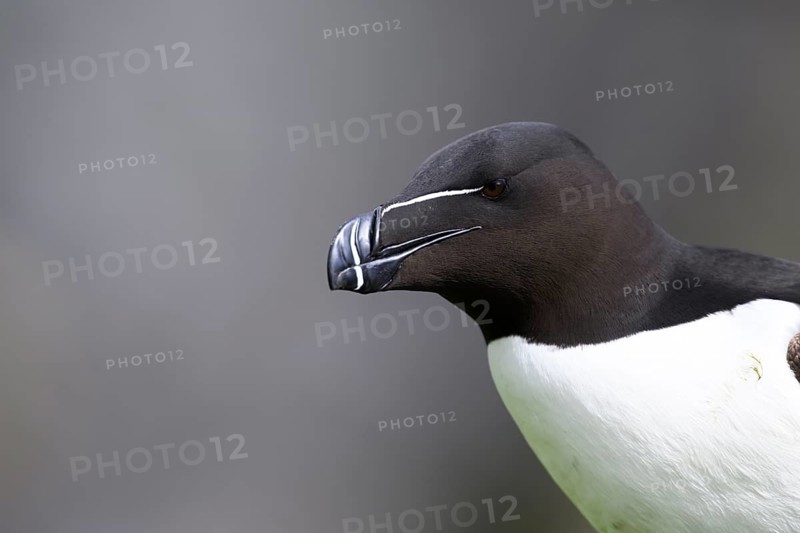 Close-up of the head of a razorbill (Alca torda) with focussed view of the beak, Vardø, Finnmark, Norway