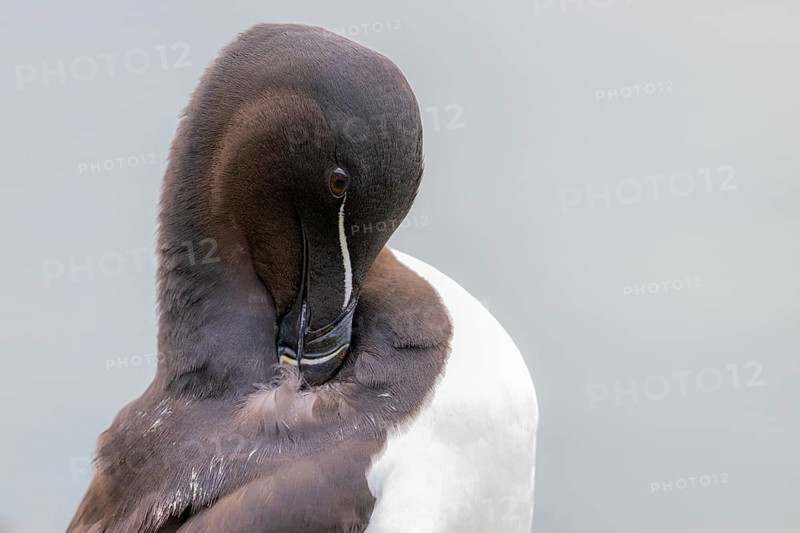 Portrait of a razorbill (Alca torda) during plumage care Close-up against a white background, Hornoya, Vardø, Finnmark, Norway
