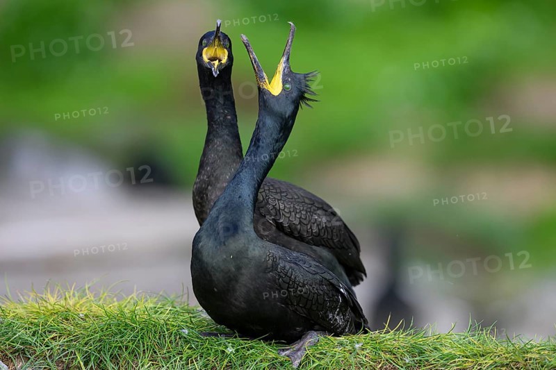 Two shags (Gulosus aristotelis, syn.: Phalacrocorax aristotelis) standing close to each other, mating ritual copula mating, Vardø, Finnmark, Norway