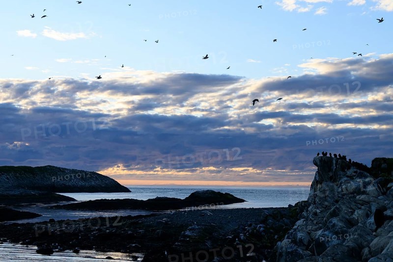 Birds flying over a rocky coast in the late evening right a large group of shags (Gulosus aristotelis, syn.: Phalacrocorax aristotelis), Hornoya, Vardø, Finnmark, Norway