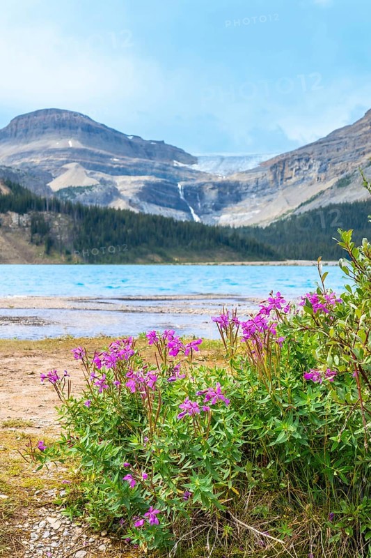 Wildflowers growing on the shore of bow lake, with turquoise water and a glacier in the background, creating a beautiful natural landscape in the canadian rockies