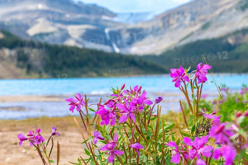 Purple flowers are blooming near the turquoise water of bow lake, with a waterfall and mountains in the background, in banff national park, alberta, canada
