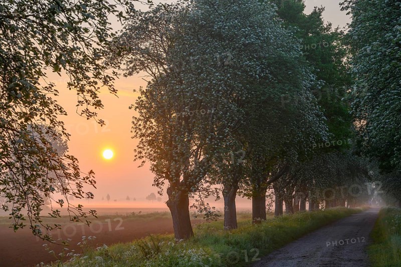 Sunrise over a country lane lined with trees shrouded in mist in a peaceful morning atmosphere. Mulberry tree avenue (Morus spec.), Dümmer nature park Park, Bohmte, Lower Saxony, Germany, Picturesque sunrise along a tree-lined road with mist in the landscape