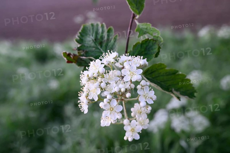 Inflorescence of a mulberry tree (Morus spec.), Dümmer nature park Park, Bohmte, Lower Saxony, Germany