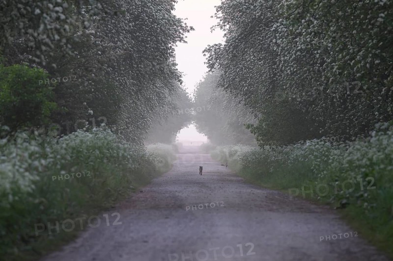 A misty path lined with green trees conveys a peaceful and tranquil atmosphere, Mulberry tree avenue (Morus spec.), Dümmer nature park Park, Bohmte, Lower Saxony, Germany