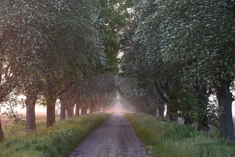 A narrow path leads through a forest, lined with trees in the soft light of a misty sunset. Mulberry tree avenue (Morus spec.), Dümmer nature park Park, Bohmte, Lower Saxony, Germany