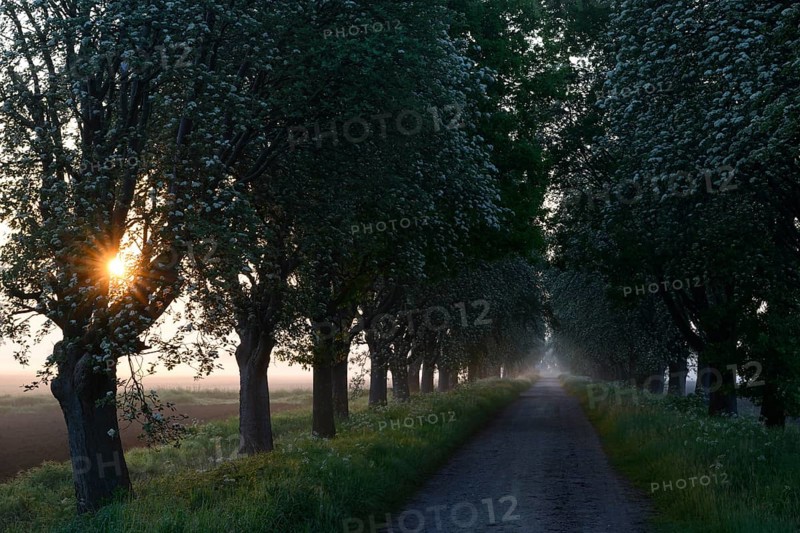 Sunrise over a country lane lined with trees shrouded in mist in a peaceful morning atmosphere. Mulberry tree avenue (Morus spec.), Dümmer nature park Park, Bohmte, Lower Saxony, Germany