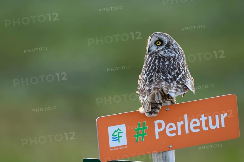 Short-eared Owl (Asio flammeus) on a tourist sign in front of a blurred green background, Kiberg, Finnmark, Norway