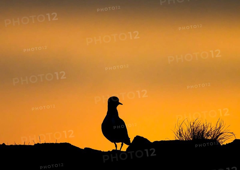 Silhouette of a golden plover (Pluvialis apricaria) in front of a colourful sunset, Vardø, Finnmark, Norway