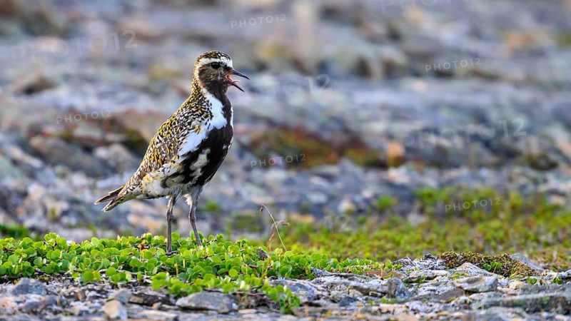 A golden plover (Pluvialis apricaria) stands on a rocky shore with contrasting green plants, Vardø, Finnmark, Norway