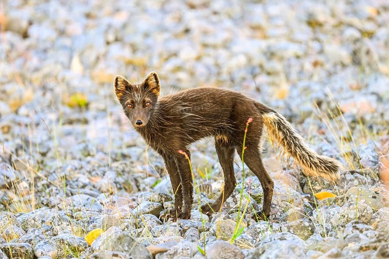 Arctic fox (Vulpes arctica) on a stony beach embankment on the Barents Sea during fur change, Finnmark, Norway