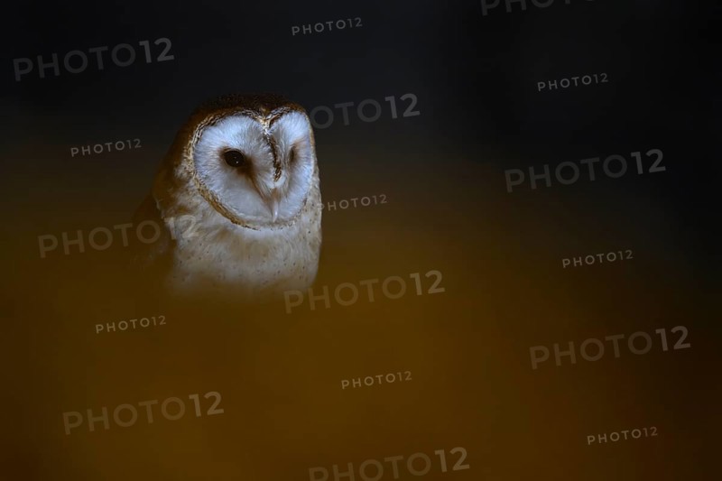 A barn owl (Tyto alba) sits in an attic with wooden beams looking out of the darkness, mysterious and subdued atmosphere, Ravensberger Land, North Rhine-Westphalia, Germany