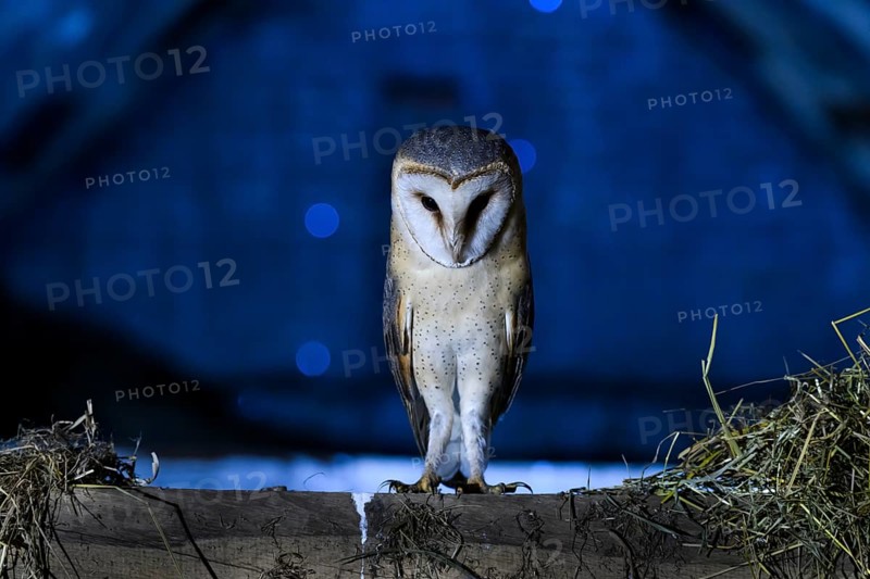 Bockhorst, Versmold, North Rhine-Westphalia, Germany, An owl sitting on a beam in a nighttime scene with a blue background and hay, Ravensberger Land, North Rhine-Westphalia, Germany
