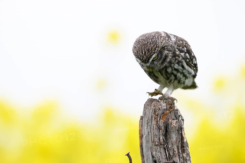 Little owl (Athene noctua) in the evening on an old willow pole with a yellow rape field in the background looking down in concentration, Wiehengebirge, Osnabrücker Land, Lower Saxony, Germany