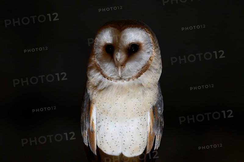 A barn owl (Tyto alba) perched on a beam in a nocturnal scene, Ravensberger Land, North Rhine-Westphalia, Germany