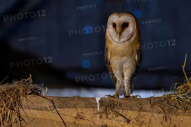 A barn owl (Tyto alba) perched on a beam in a nocturnal scene with a blue background and hay