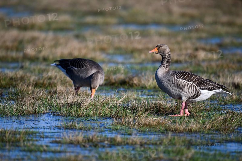Two grey geese (Anser anser), Ochsenmoor, Dümmer nature park Park, Lower Saxony, Germany
