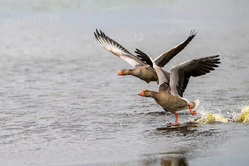 Two greylag geese (Anser anser) take off from a water surface, Ochsenmoor, Dümmer nature park Park, Lower Saxony, Germany