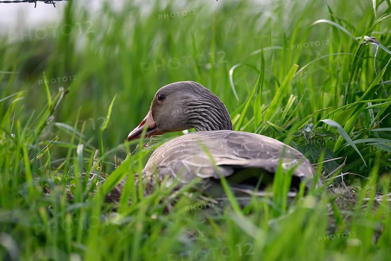 A grey goose (Anser anser) on its hidden nest in the tall grass, Dümmer nature park Park, Lower Saxony, Germany